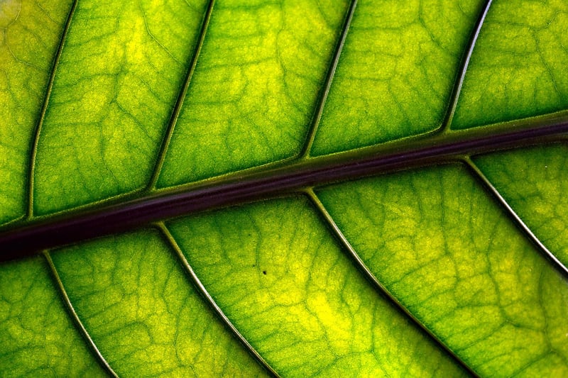 Nature Scavenger Hunt