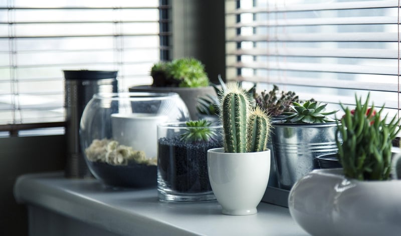 Plants Indoor Decor Interior